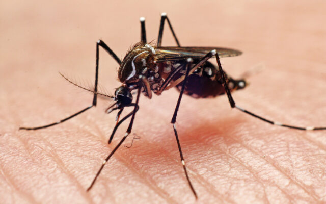City Reminds Citizens to Help Control Mosquito Population