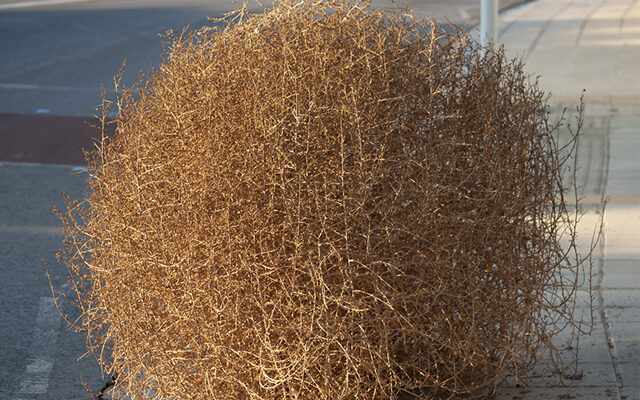 City of Lubbock Solid Waste Department Offering Additional Options for Tumbleweed Disposal