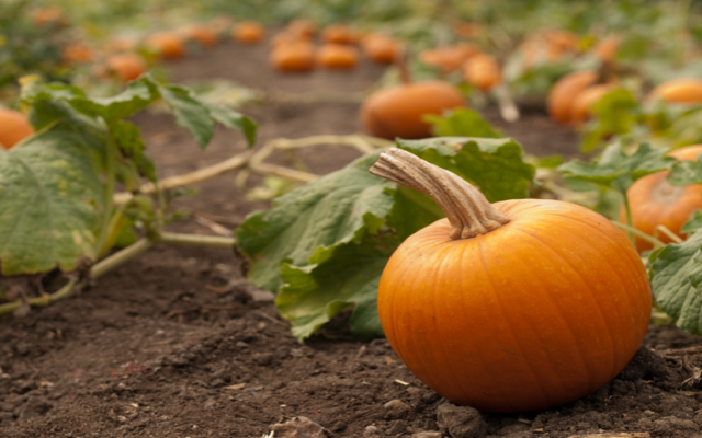 Sponsor and Display Opportunities Available for the 15th Annual Pumpkin Trail